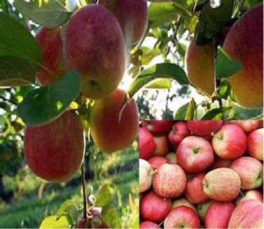 Fruits and Vegetables Online | Apple Fruit Image - Sri Dhanjanki Agro